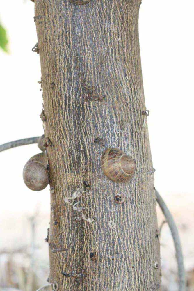            Bark (Riverside, CA)   